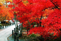 香山公园