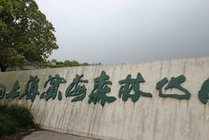 上海滨海森林公园