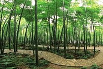 茶山竹海