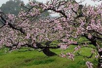 桃花源
