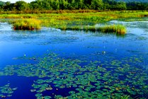 紫菱湖生态园