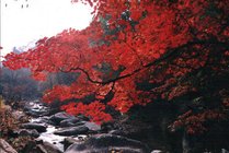 天桥沟森林公园