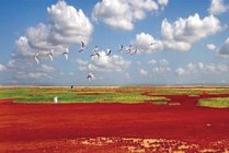 黄河口生态旅游区