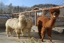 青藏高原野生动物园