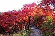 三门峡甘山森林公园