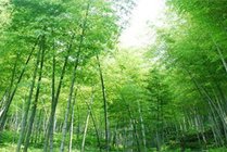 宜兴竹海风景区